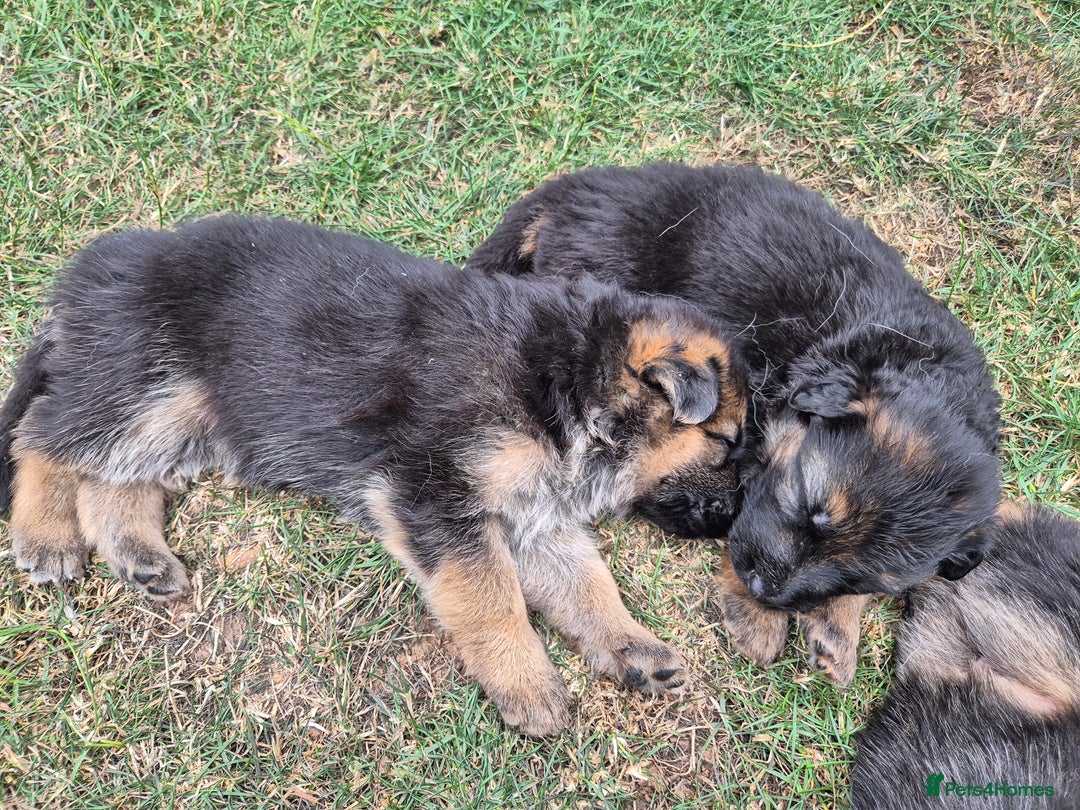 German Shepherd dogs for sale: Last German Shepherd girl remaining  - Image 12