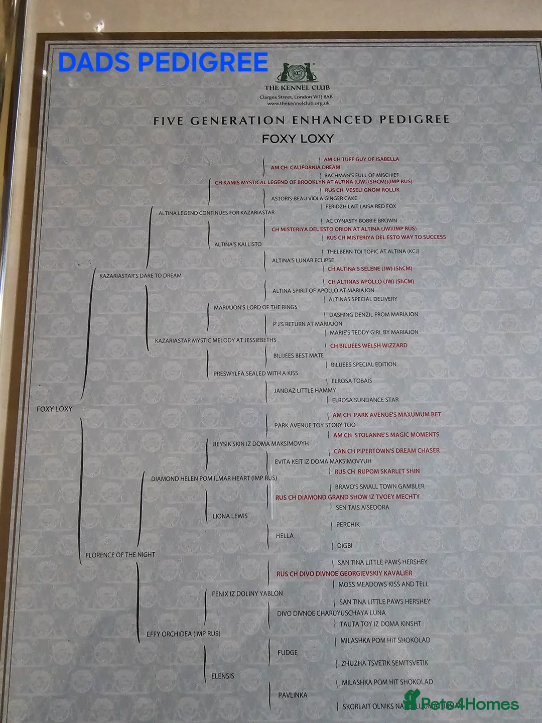 Pomeranian dogs for sale: 3 KC HANDSOME POMERANIAN BOYS - Advert 18