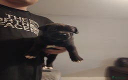 Mixed Breed dogs for sale: Husky x cane corso puppies - Image 4