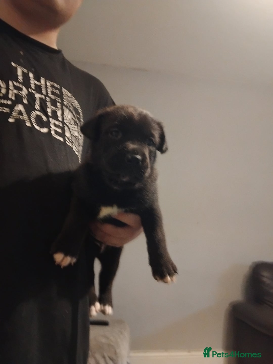 Mixed Breed dogs for sale: Husky x cane corso puppies - Image 4