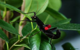 Stick Insects invertebrates for sale: 6 x Black Beauty Stick Insects Peruphasma schultei - Image 1