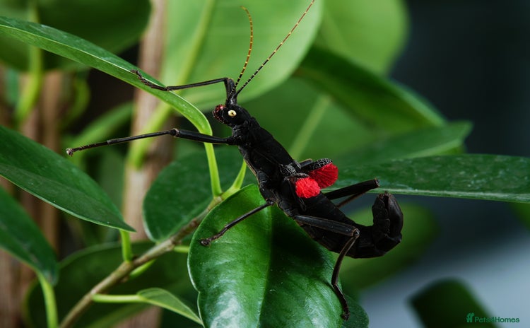 Stick Insects invertebrates for sale - Advert 1