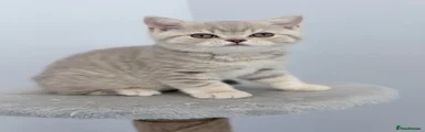 British Shorthair Kitten 2