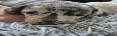 Miniature Dachshund 3 blue Merle female