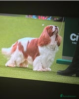 Cavalier King Charles Spaniel dogs - Advert 9