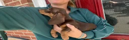 Miniature Dachshund dogs for sale: ‼️LAST 2 10 WEEKS OLD 💕 dachshunds - Advert 10