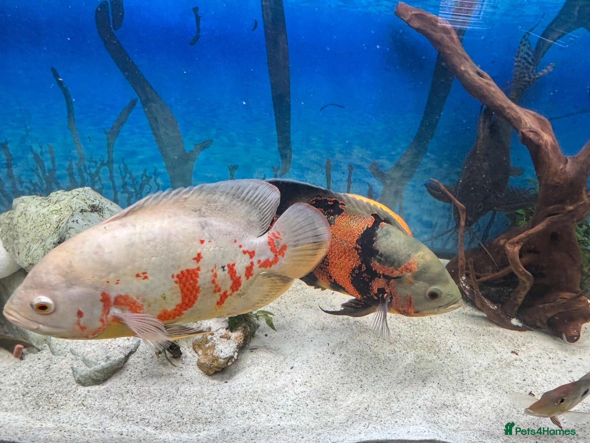 Cichlids fish Chiclid fish - Advert 1