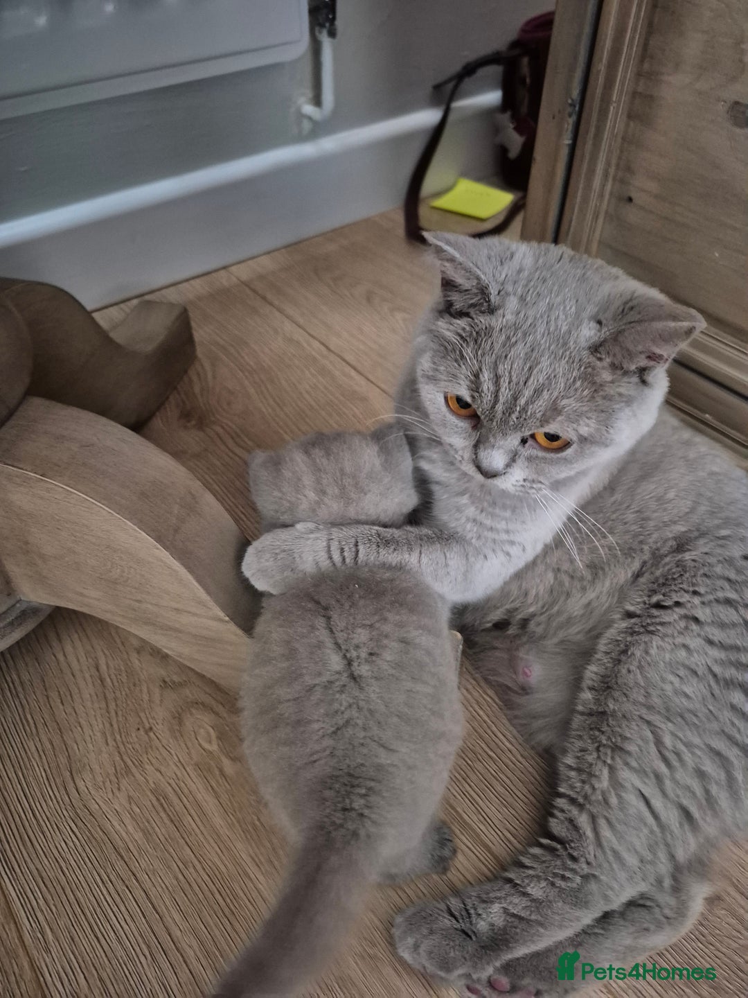 British Shorthair cats for sale: British Shorthair Kittens  - Image 4