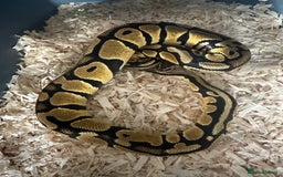 Python Snake reptiles for sale: Selection of Royals for sale - Image 11