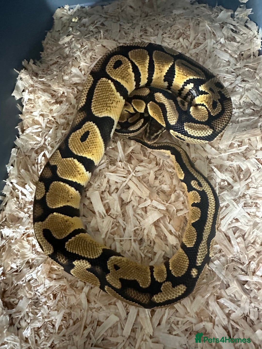 Python Snake reptiles for sale: Selection of Royals for sale - Image 11