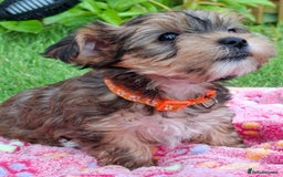 Yorkshire Terrier dogs for sale: 4 Yorkie Dogs looking for a new home.  - Image 3