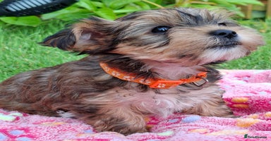 Yorkshire Terrier dogs - Advert 7
