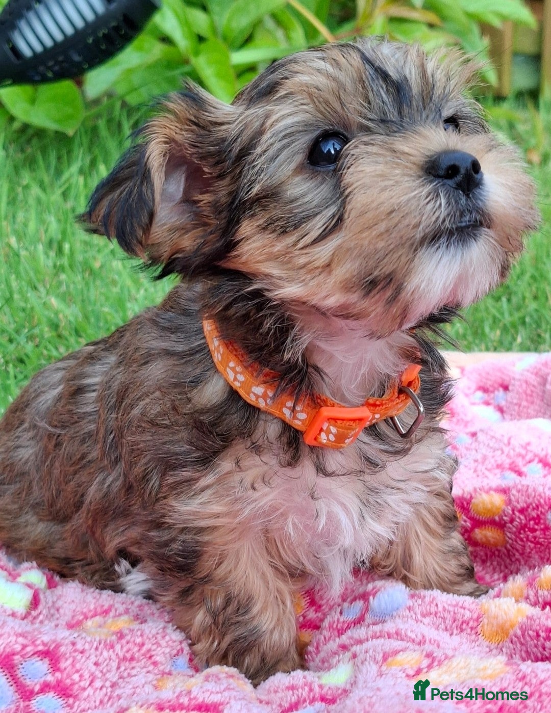 Yorkshire Terrier dogs for sale: 4 Yorkie Dogs looking for a new home.  - Image 3