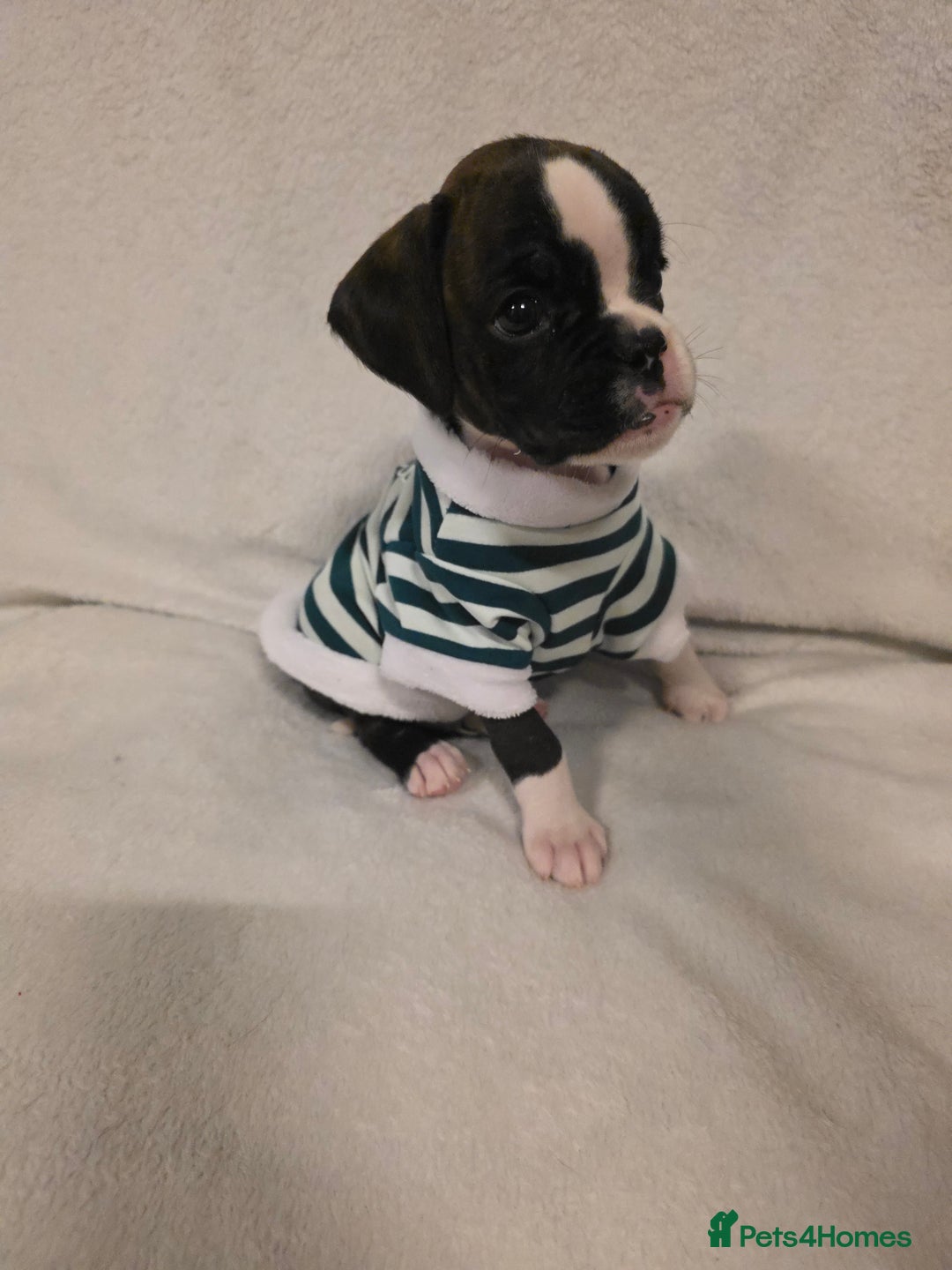 Boxer dogs for sale: Part European quality KC Reg Boxers - Advert 27