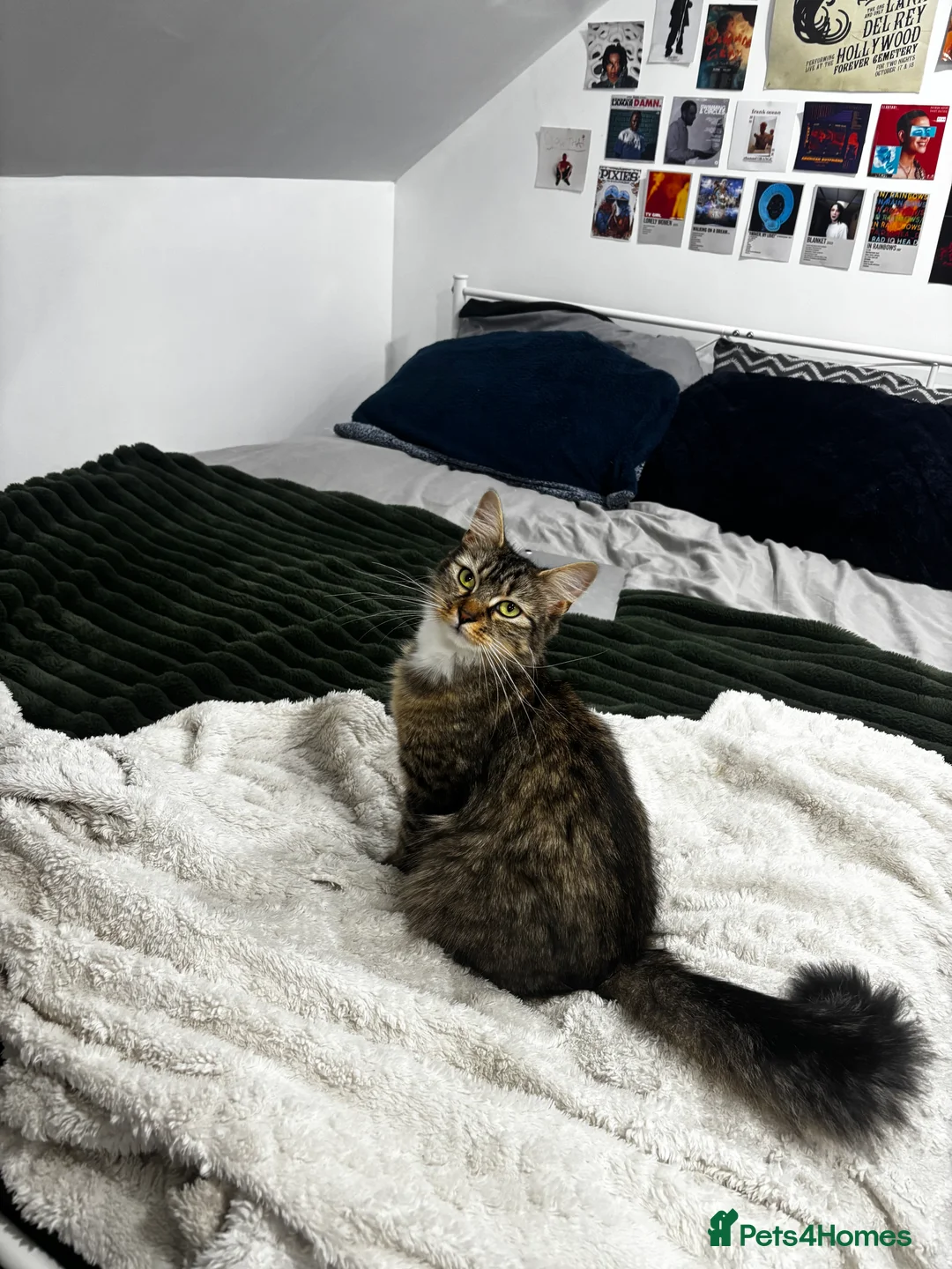 Mixed Breed cats for sale: norwegian mix - Advert 2