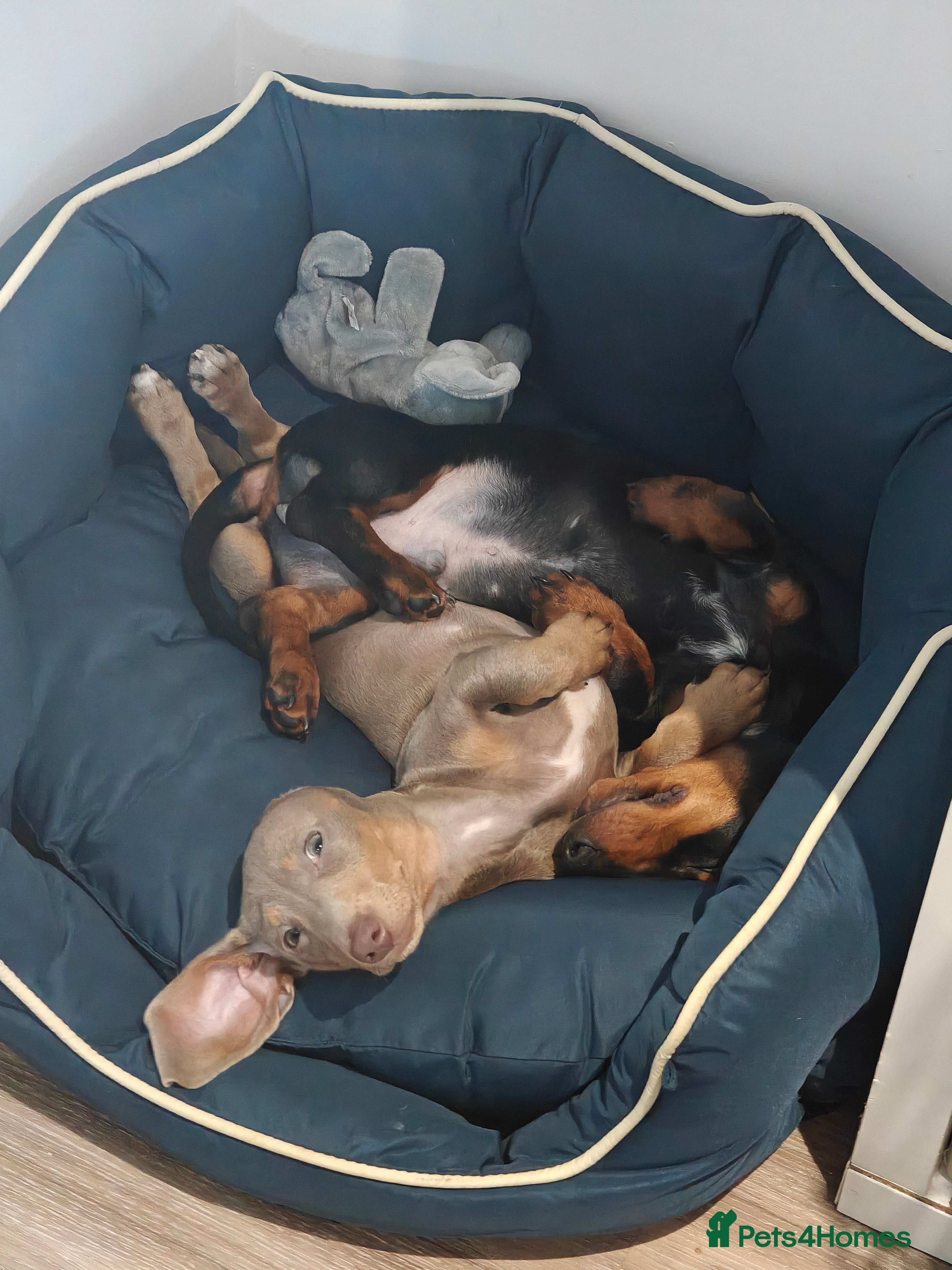 Miniature Dachshund dogs KC Miniature Shorthaired Dachshund puppy - Advert 5