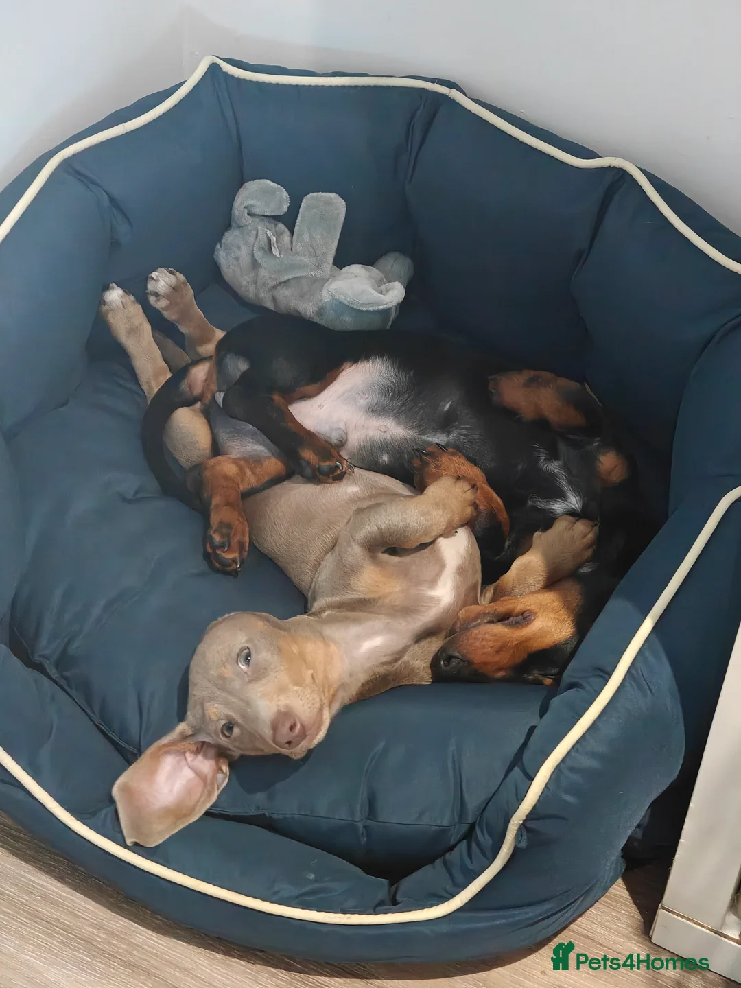 Miniature Dachshund dogs for sale: KC Miniature Shorthaired Dachshund puppy - Advert 1