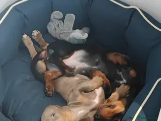 Miniature Dachshund dogs KC Miniature Shorthaired Dachshund puppy - Advert 5