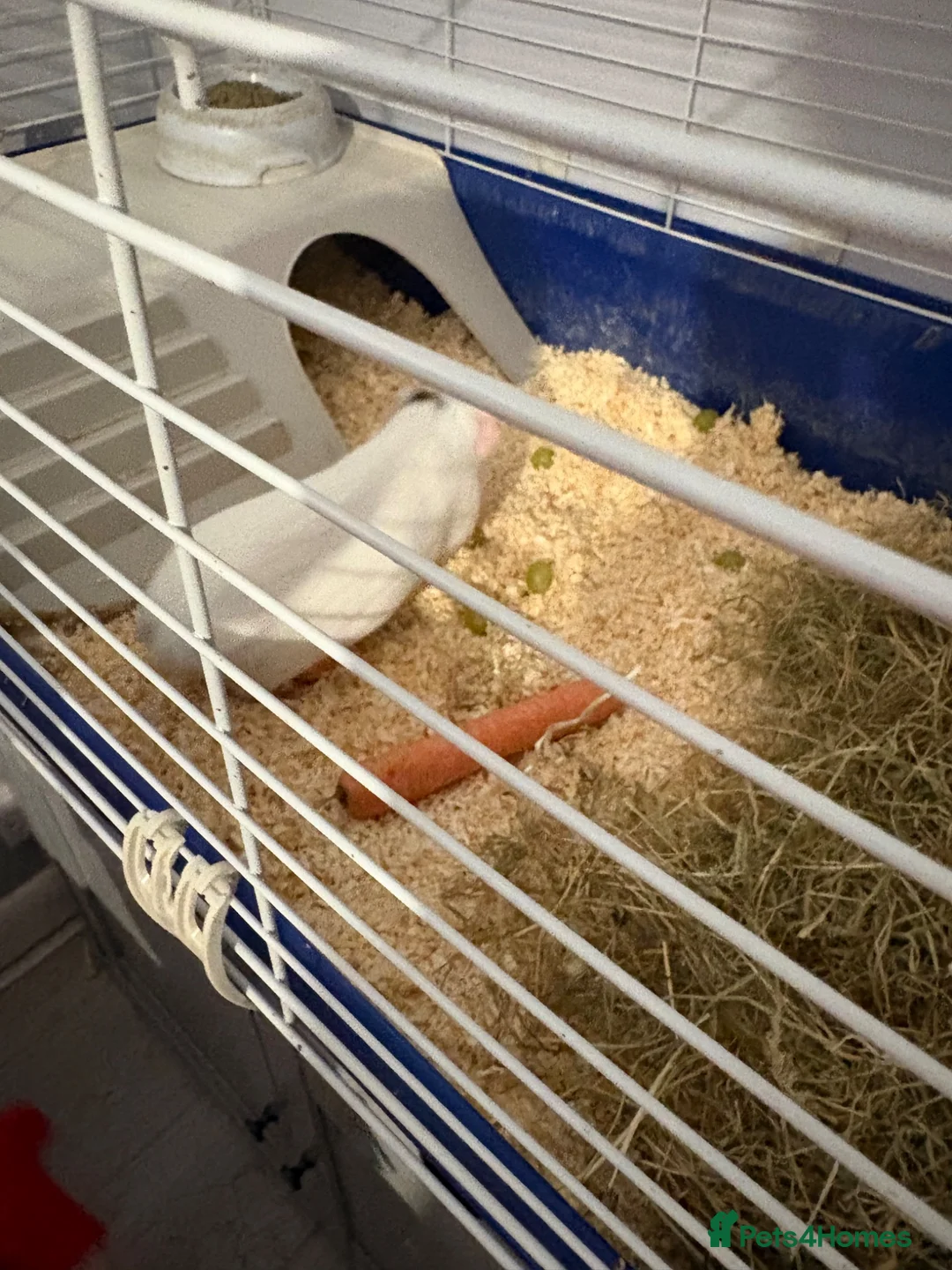 Guinea Pig rodents for sale: 2 year old guinea pigs  in Lewes - Advert 6