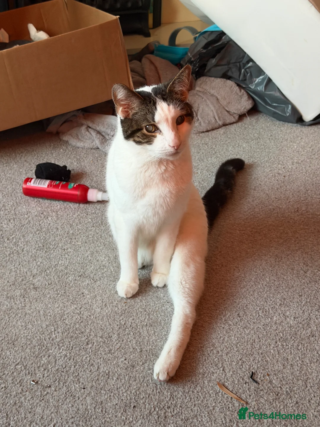 British Shorthair cats for sale: Chappie (5years) - Advert 4