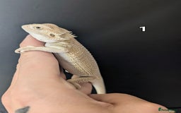 Bearded Dragon reptiles for sale: Witblits Bearded Dragon Babies ready now  - Image 2