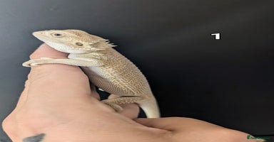 Bearded Dragon reptiles - Advert 6