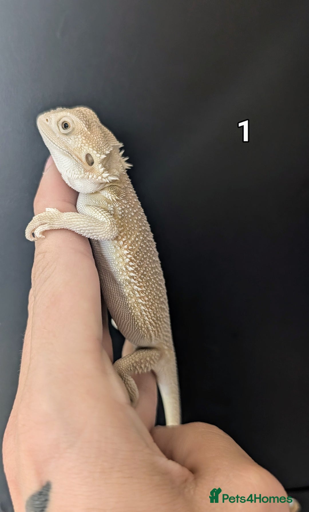 Bearded Dragon reptiles for sale: Witblits Bearded Dragon Babies ready now  - Image 2