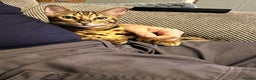 Bengal cats for sale: 2 lovable bengal brothers - Advert 19