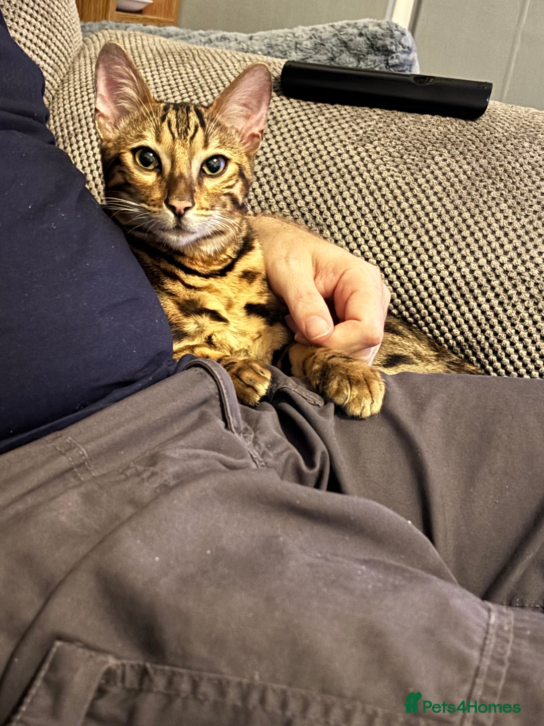 Bengal cats for sale: 2 lovable bengal brothers - Advert 19