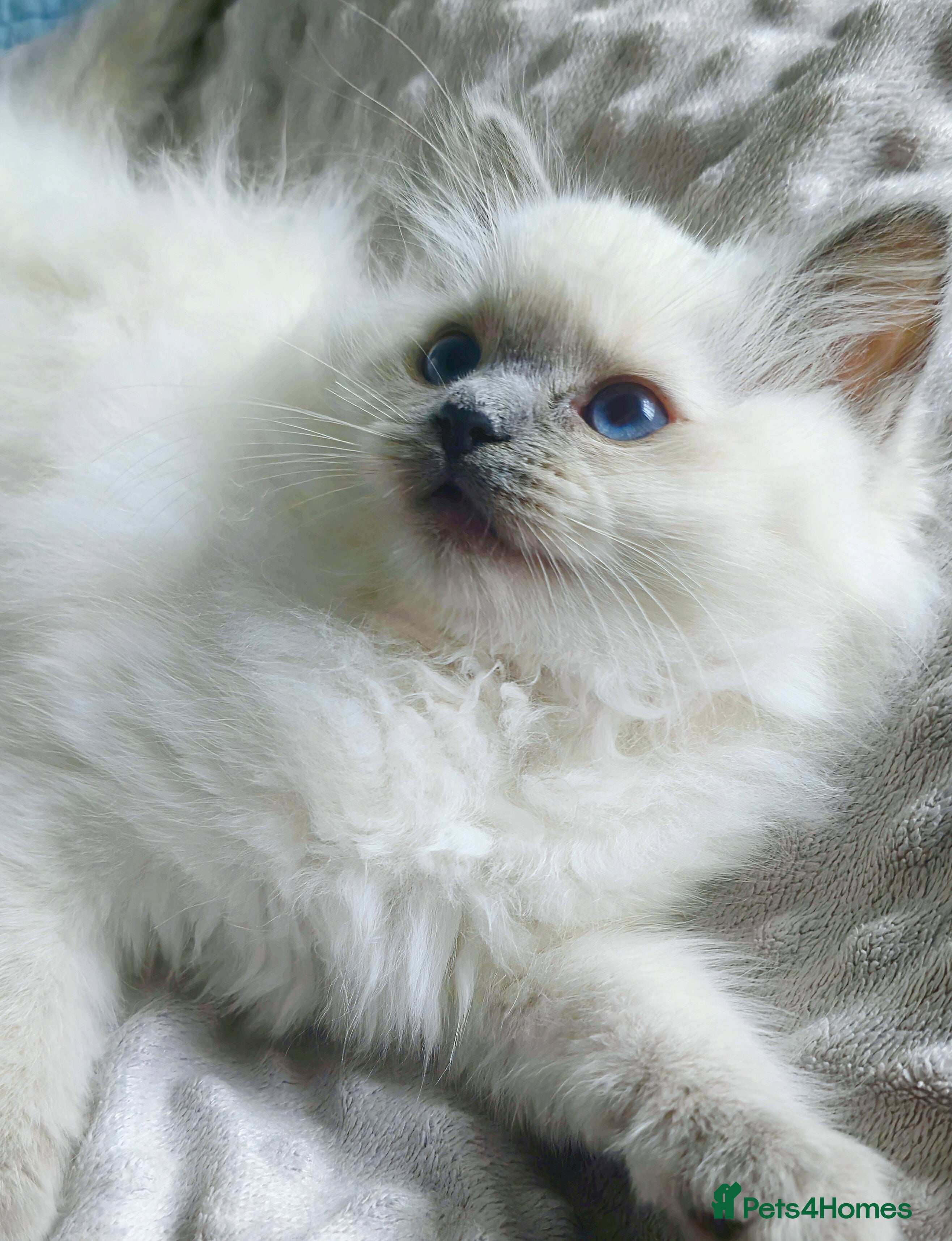 Ragdoll cats 🩷 Blue Point Ragdoll GIRL available 🩷 - Advert 8