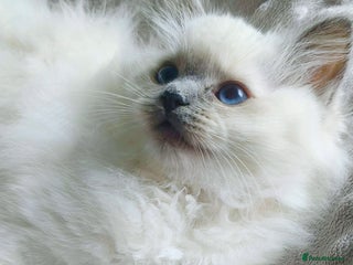 Ragdoll cats 🩷 Blue Point Ragdoll GIRL available 🩷 - Advert 8