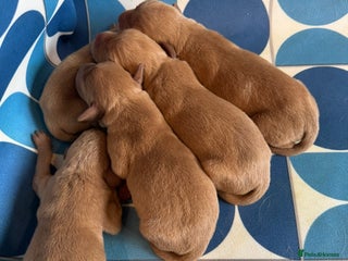 Labrador Retriever dogs Litter of 7 Fox Red Labrador Puppies - Advert 1