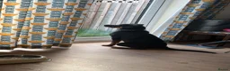 Rottweiler dogs for sale: Nala 6 months old  in Pickering - Advert 2