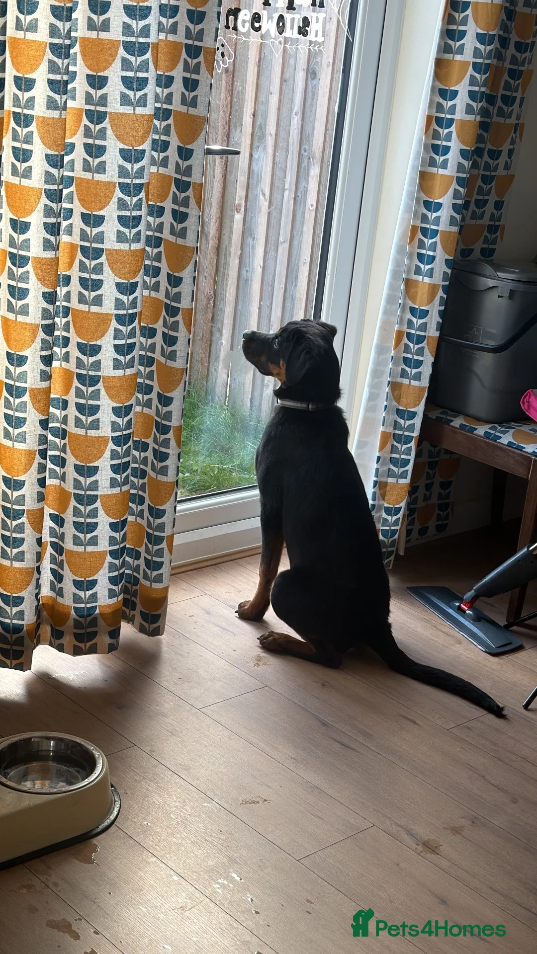 Rottweiler dogs for sale: Nala 6 months old  in Pickering - Advert 2