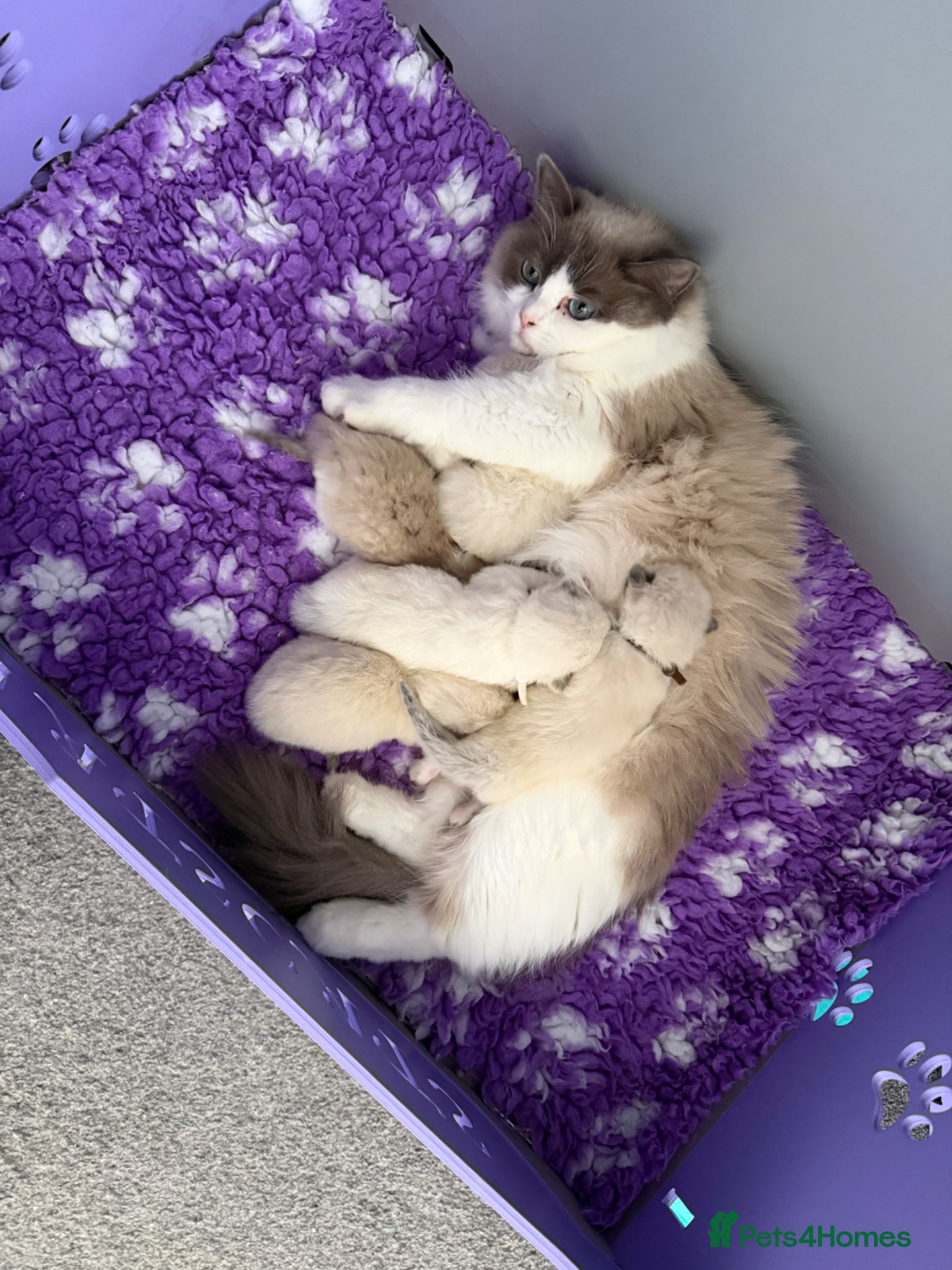 Ragdoll cats Beautiful TICA Registered Ragdoll Kittens 😻 - Advert 2