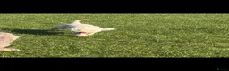 Lagotto Romagnolo dogs for sale: Rehoming lexi  - Advert 3