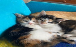 Mixed Breed cats for sale: Female kittens 💕  - Image 2