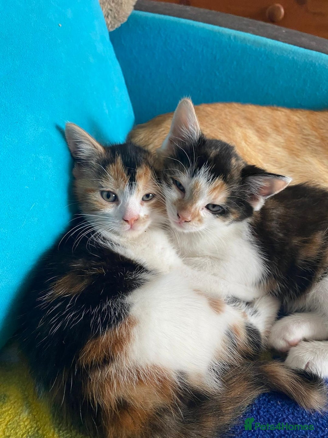 Mixed Breed cats for sale: Female kittens 💕  - Image 2