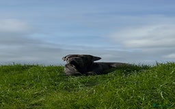 Cane Corso dogs for stud: Denzal  - Image 2