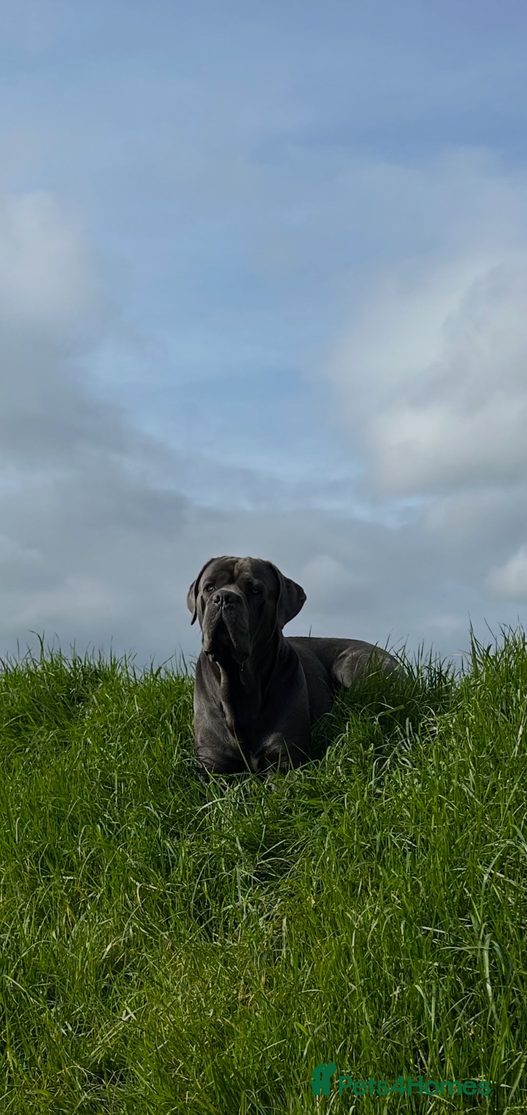 Cane Corso dogs for stud: Denzal  - Image 2
