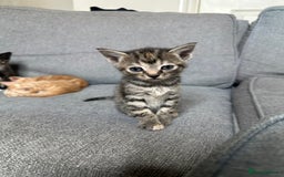 Mixed Breed cats for sale: 4 kittens looking for a new home - Image 1