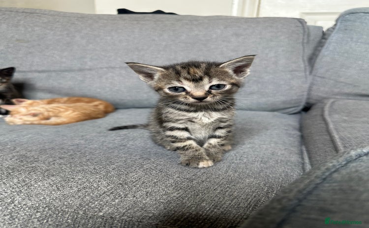 Mixed Breed cats - Advert 2