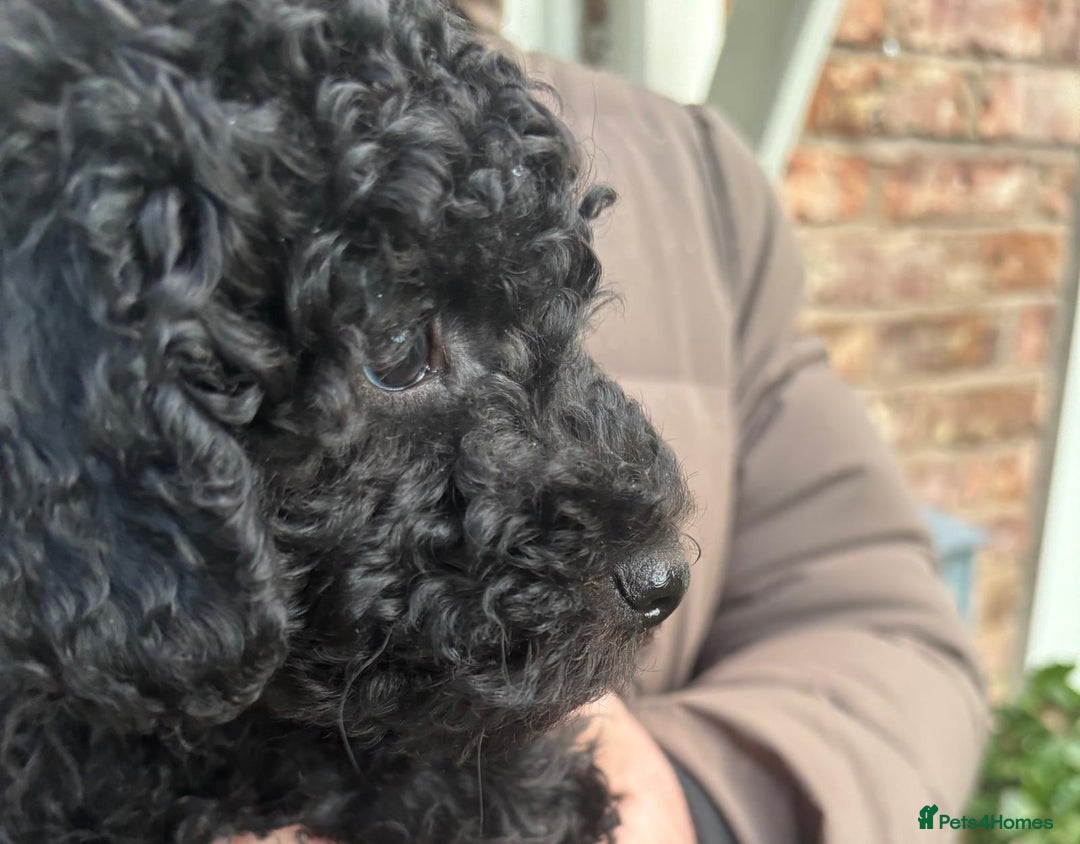 Toy Poodle dogs for sale: ADORABLE ‘ALBERT’ *TOY POODLE*BOY*PUP ready now - Advert 10