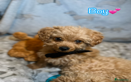 Miniature Poodle dogs for sale: 🐶 Miniature Poodle Puppies! 🐾 - Image 8