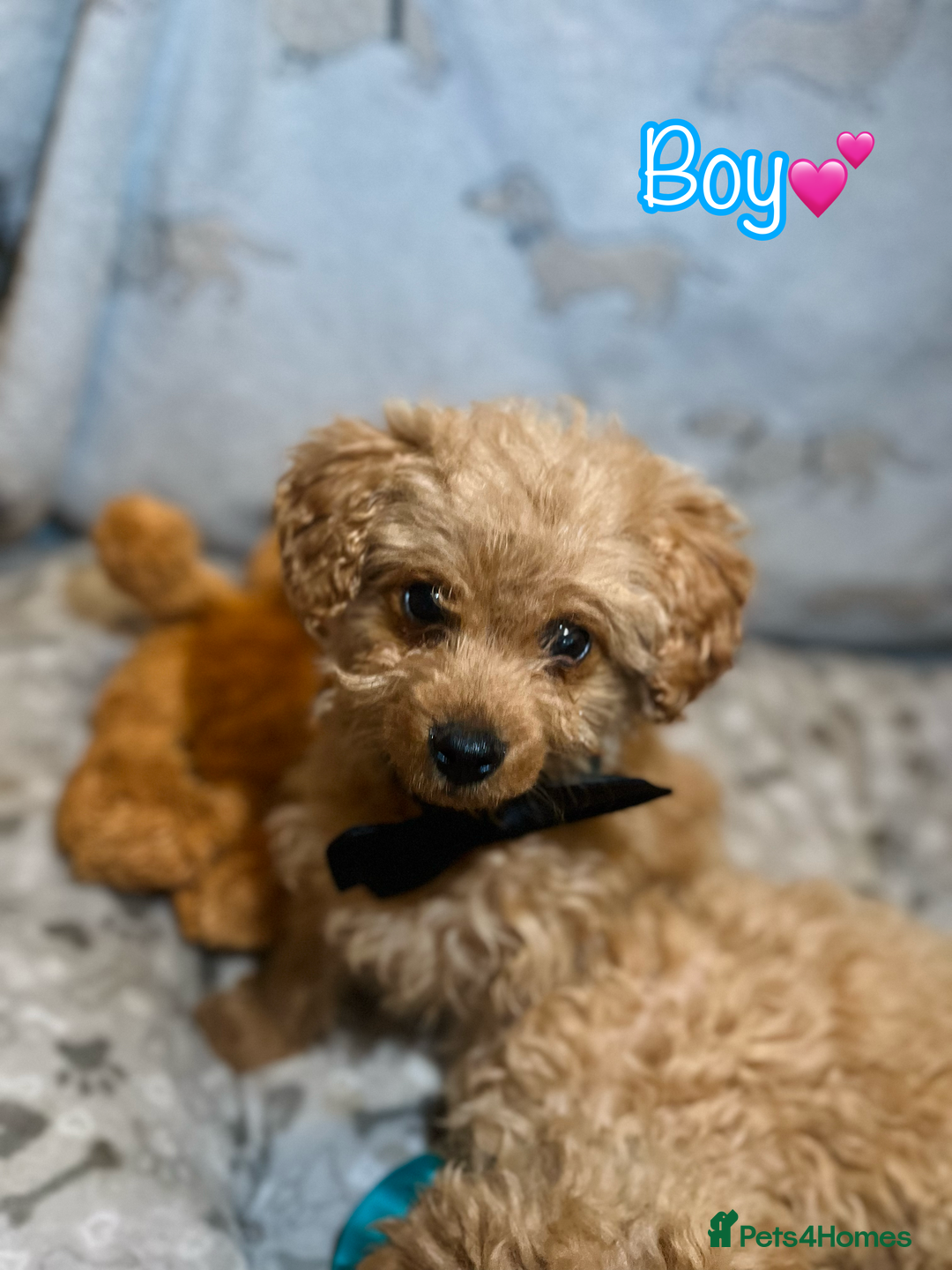 Miniature Poodle dogs for sale: 🐶 Miniature Poodle Puppies! 🐾 - Image 8