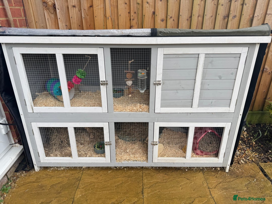 Guinea Pig rodents for sale: 2 Male Guinea Pigs, optional Hutch & Accessories  - Advert 10