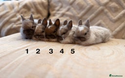 Netherland Dwarf rabbits for sale: 5 Adorable Netherland Dwarf Bunnies - Image 2