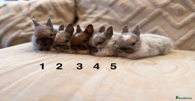 Netherland Dwarf rabbits - Advert 9
