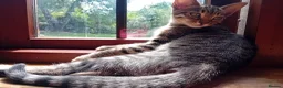 Bengal cats for sale: 🧡 Kitten Seeking One Well-Trained Human... 🐾 - Advert 14