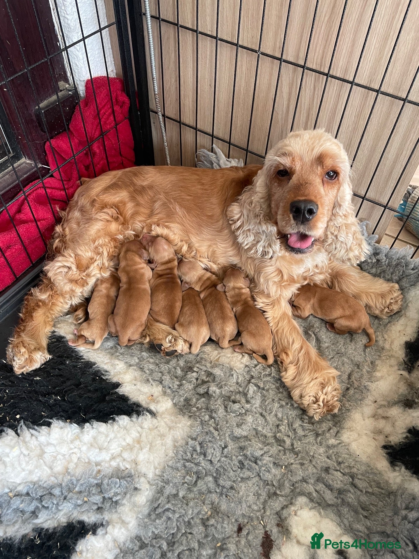 Cocker Spaniel dogs 100%show quality cocker spaniels - Advert 1